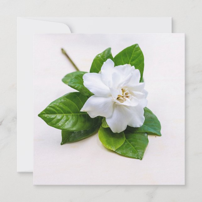 White Gardenia Flowers (Front)