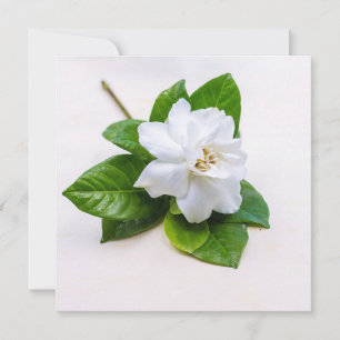 White Gardenia Flowers Postcard