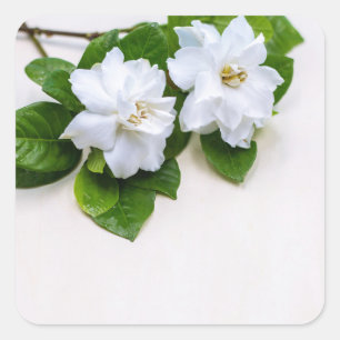 White Gardenia Flowers Square Sticker