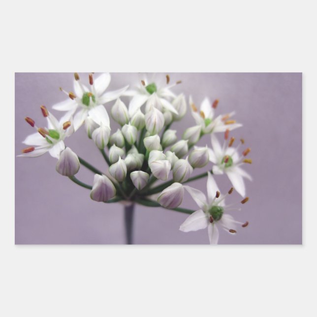 White Garlic Chive Blossoms on Purple Rectangular Sticker (Front)
