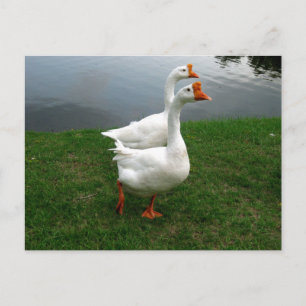 White Geese Original Wildlife Photography Postcard