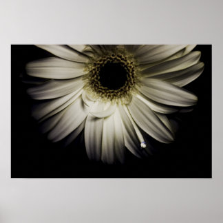 White Gerber Daisy Poster
