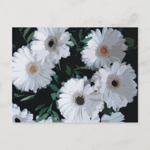 White Gerbera Daisies Postcard