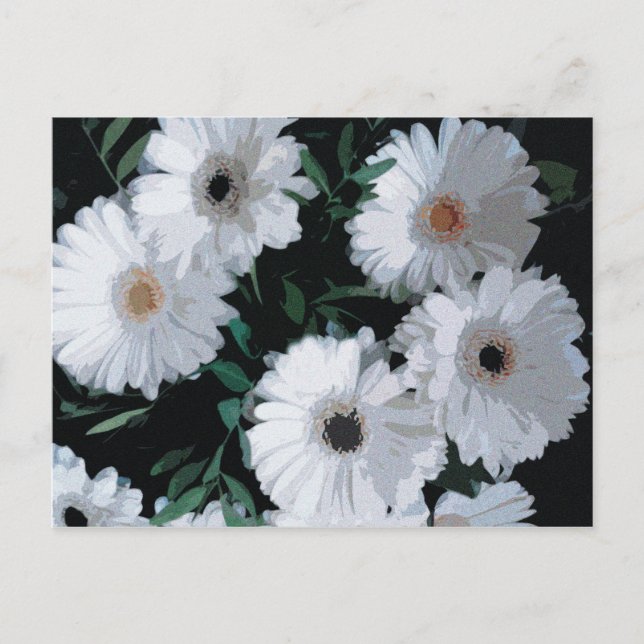 White Gerbera Daisies Postcard (Front)