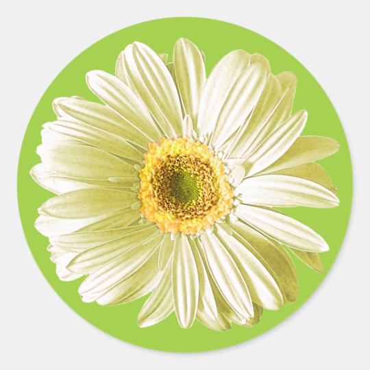White Gerbera Daisy Flower Classic Round Sticker