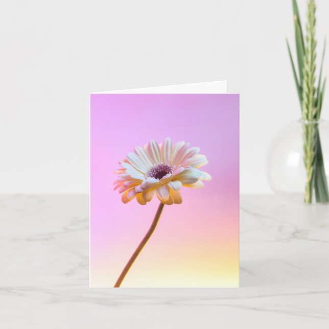 White Gerbera Daisy Greeting Card (Front)