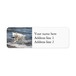 White German Shepard on Lake George