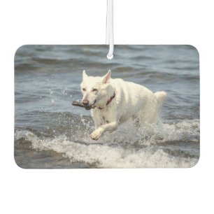 White German Shepard on Lake George Car Air Freshener