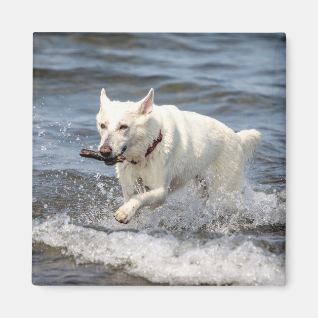 White German Shepard on Lake George Magnet (Front)