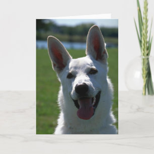 White German Shepherd Card