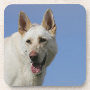 White German Shepherd Coaster
