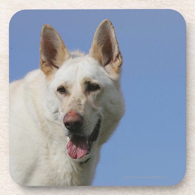 White German Shepherd Coaster (Front)