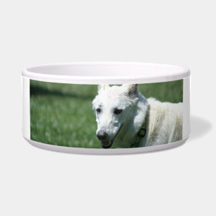 White German shepherd dog bowl