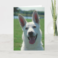 White German Shepherd Dog