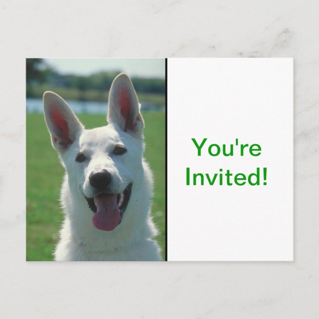 White German Shepherd Dog Invitation Postcard (Front)