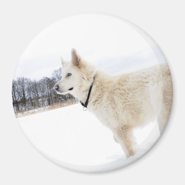 white german shepherd dog Magnet (Front)