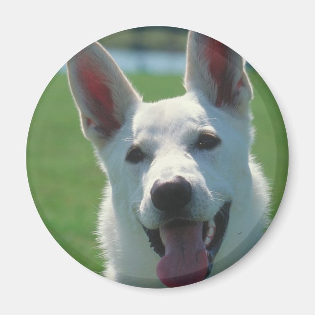 White German Shepherd Dog Magnet (Front)