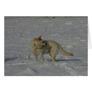 White German Shepherd  in the Snow