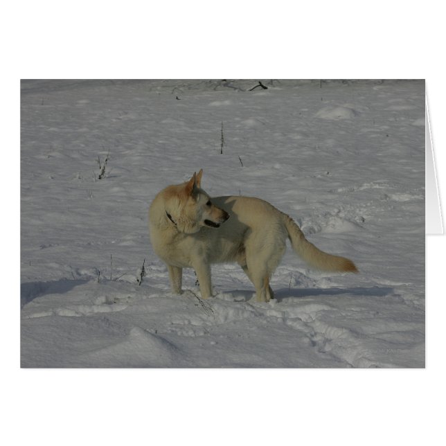 White German Shepherd  in the Snow (Front Horizontal)