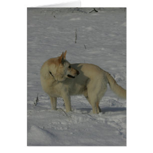 White German Shepherd  in the Snow
