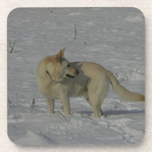 White German Shepherd  in the Snow Coaster