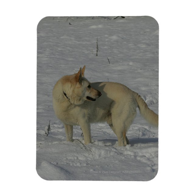White German Shepherd  in the Snow Magnet (Vertical)