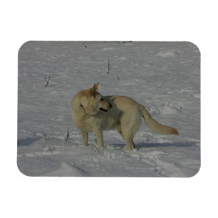 White German Shepherd  in the Snow Magnet
