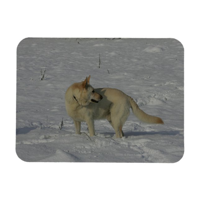 White German Shepherd  in the Snow Magnet (Horizontal)