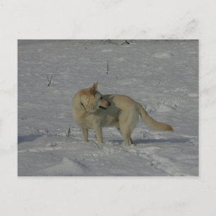 White German Shepherd  in the Snow Postcard