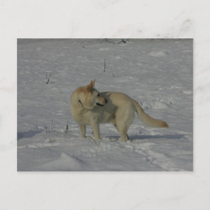 White German Shepherd  in the Snow Postcard