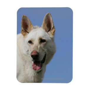 White German Shepherd Magnet