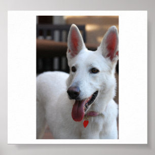 white german shepherd.png poster