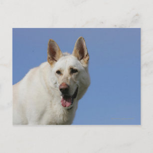 White German Shepherd Postcard