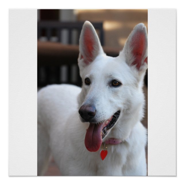 white german shepherd poster (Front)