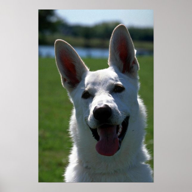 White German Shepherd Poster (Front)