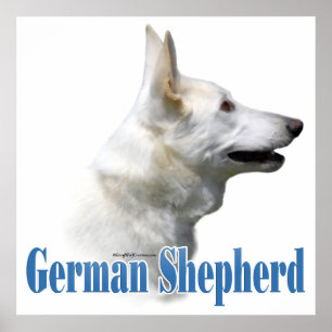 White German Shepherd Poster