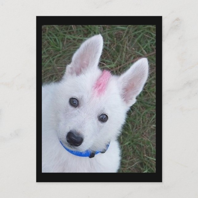 White German Shepherd w. Mohawk Postcard (Front)
