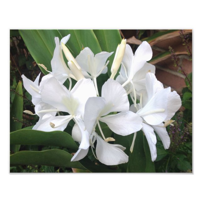 White Ginger Blossoms Photo Print (Front)