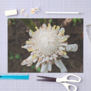White Ginger Flower Photo Tissue Paper