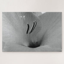 White Gladioli