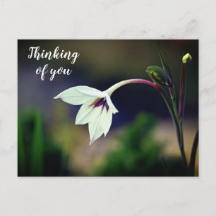 White Gladiolus Garden Flower Thinking of You Postcard