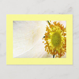 White Globe Flower Postcard