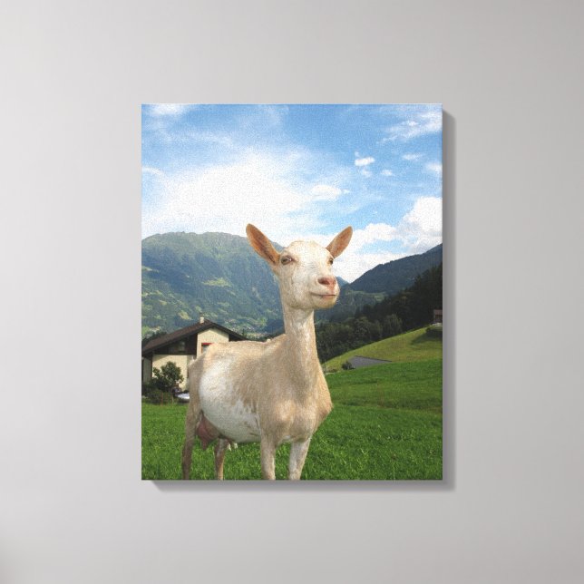 White goat canvas print (Front)
