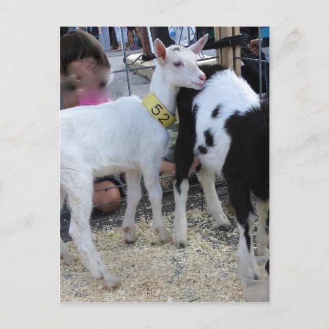 White Goat Postcard (Front)