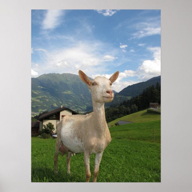 White goat poster (Front)