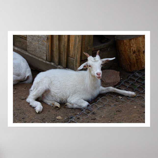 White Goat Resting Poster (Front)