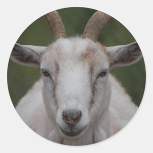 White Goat Sticker
