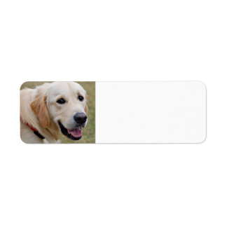 White Golden Retriever