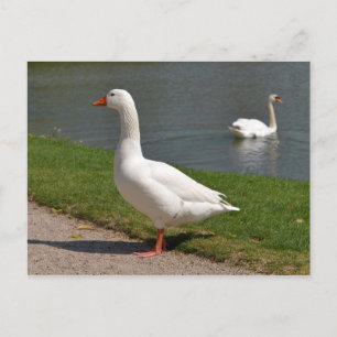 White goose near of pond postcard
