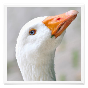 White Goose Photo Print